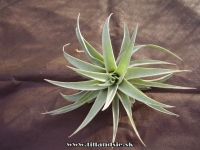 Tillandsia hondurensis