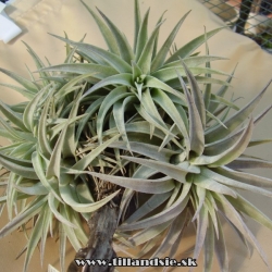 Tillandsia hondurensis