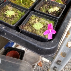 Pinguicula laueana 