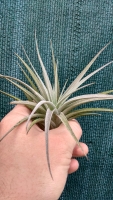 Tillandsia jucunda