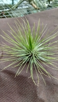 Tillandsia andreana