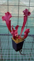 Sarracenia purpurea ssp. Venosa x Sarracenia leucophylla