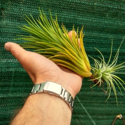 Tillandsia ionantha cv.Conehead