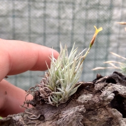 Tillandsia loliacea