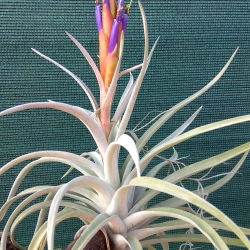 Tillandsia harrisii