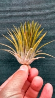 Tillandsia ionantha cv. Conehead