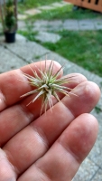 Tillandsia ionantha var. rubra