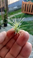 Tillandsia kolbii