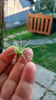 Tillandsia tenuifolia var. alba