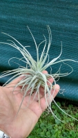 Tillandsia velickiana