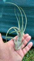 Tillandsia circinata XL