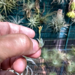 Tillandsia loliacea