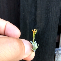 Tillandsia loliacea