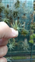 Tillandsia kautskyi