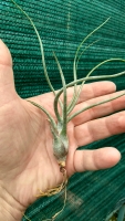 Tillandsia butzii x Tillandsia pseudobaileyi