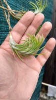 Tillandsia araujei