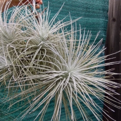 Tillandsia tectorum f. gigantea