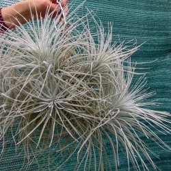 Tillandsia tectorum f. gigantea