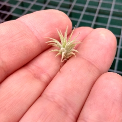 Tillandsia ionantha var.rubra