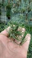 Tillandsia butzii trsy