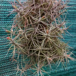 Tillandsia aeranthos f. nana