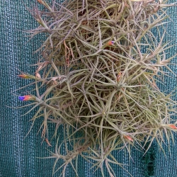 Tillandsia aeranthos f. nana