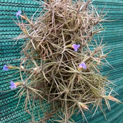 Tillandsia aeranthos f. nana