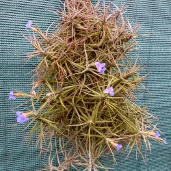 Tillandsia aeranthos f. nana