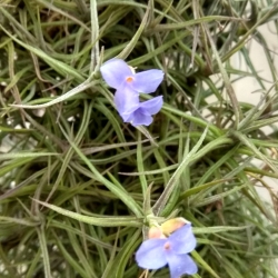 Tillandsia aeranthos f. nana