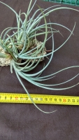 Tillandsia toropiensis