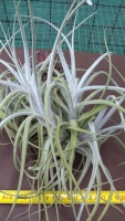 Tillandsia cardenasii