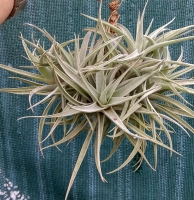 Tillandsia hondurensis