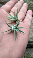 Tillandsia ionantha var. vanhyningii