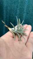 Tillandsia ionantha var. vanhyningii