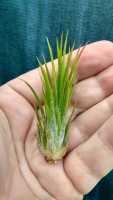 Tillandsia ionantha ,,Fire,,