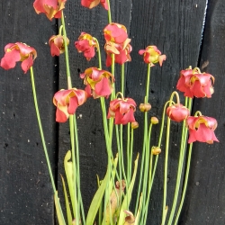 Sarracenia rubra var. Alabamensis