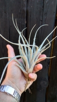 Tillandsia fasciculata f. Hondurensis