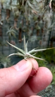 Tillandsia boliviensis