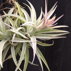 Tillandsia hondurensis