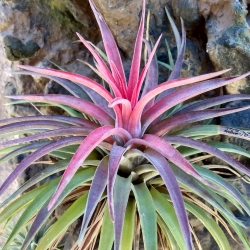 Tillandsia multiflora