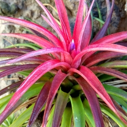 Tillandsia multiflora