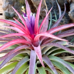 Tillandsia multiflora