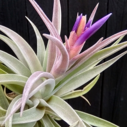 Tillandsia hondurensis