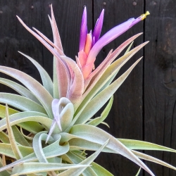 Tillandsia hondurensis