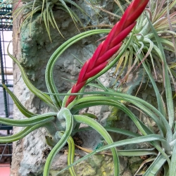 Tillandsia caputmedusae