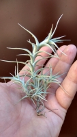 Tillandsia albida f. Minor trsy