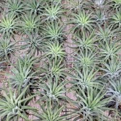 Tillandsia ionantha var.rubra