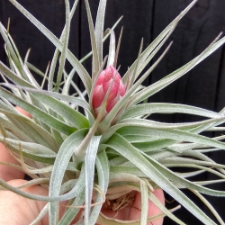 Tillandsia Houston Candy