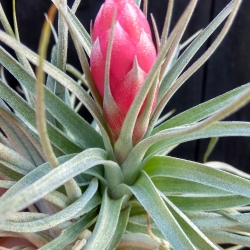 Tillandsia Houston Candy