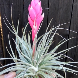 Tillandsia Houston Candy